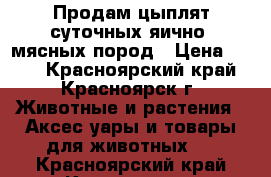 Продам цыплят суточных яично- мясных пород › Цена ­ 130 - Красноярский край, Красноярск г. Животные и растения » Аксесcуары и товары для животных   . Красноярский край,Красноярск г.